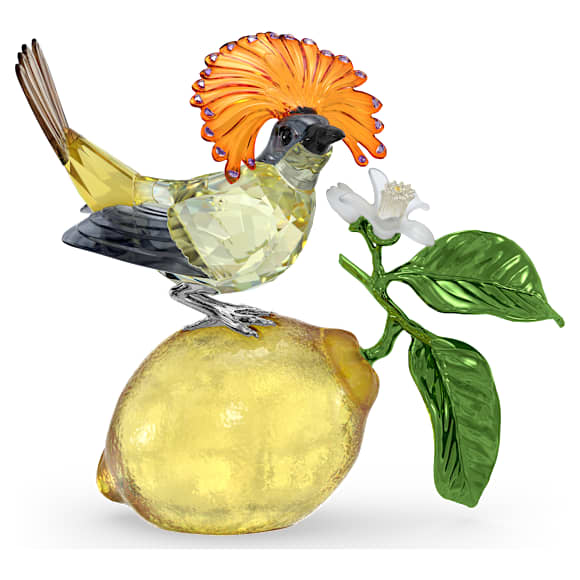 Idyllia Royal Flycatcher SWA-5651811